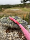 Rosa nøkkelknippe thumbnail